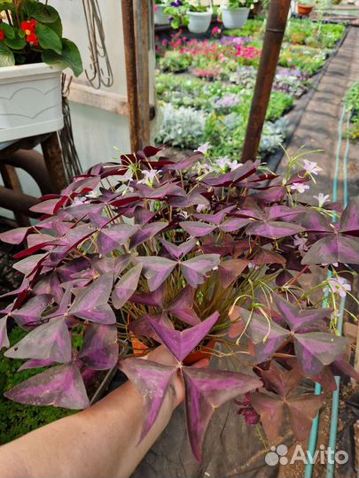 Комнатные цветы и декоративнолиственные растения