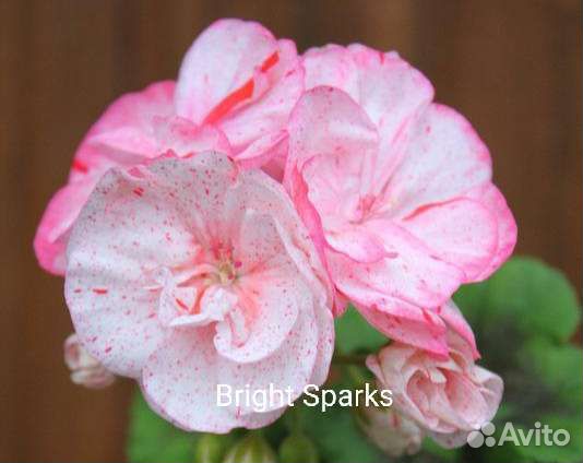 Сортовые пеларгонии