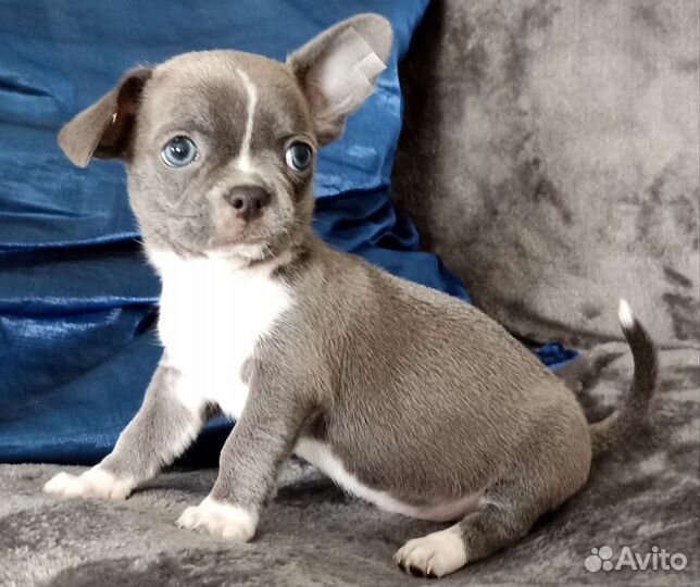 Чихуахуа девчишка