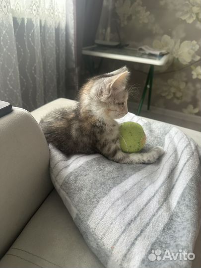 Кошки в добрые руки