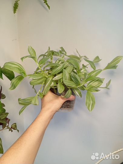 Традесканции