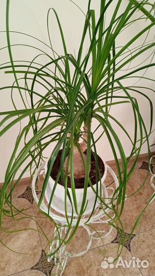 Комнатные цветы разные