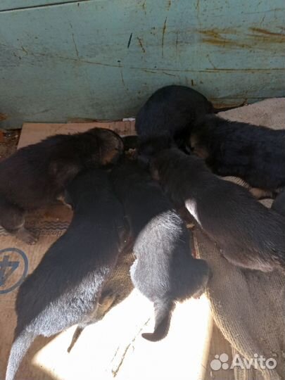 Продам щенков немецкой овчарки