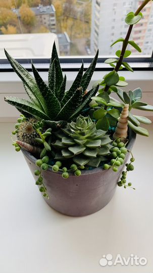 Флорариум суккуленты