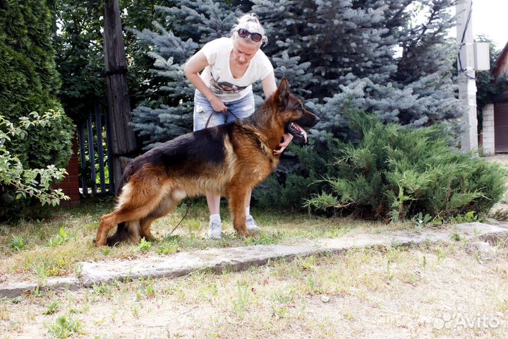 Кобель немецкой овчарки для вязки