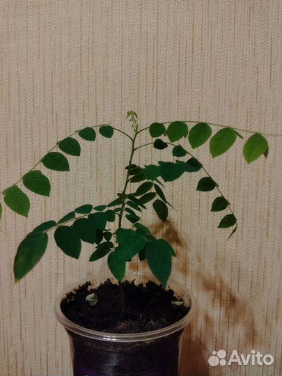 Карамбола для Светланы