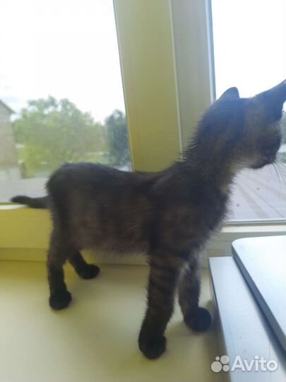 Отдам котенка в добрые руки