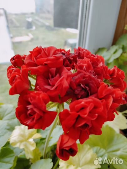 Пеларгония