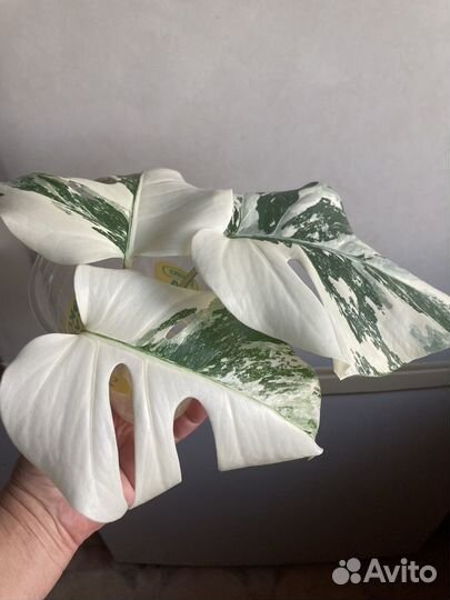 Монстера Альба