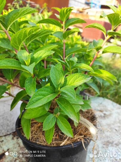 Гортензии метельчатые