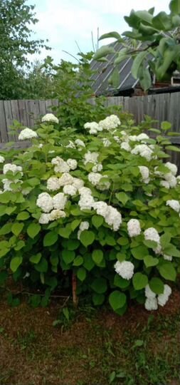 Дача 50 м² на участке 8 сот.