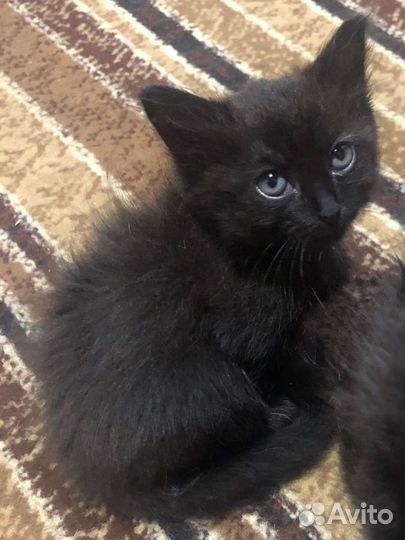 Котята в добрые руки бесплатно