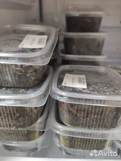 Червь Навозный