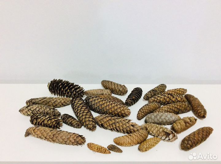 Шишки для поделок и оформления интерьеров. Обмен