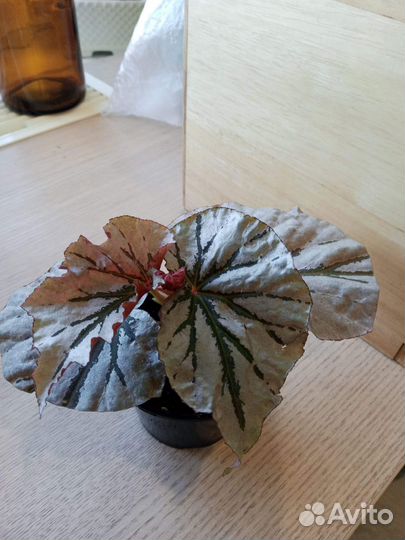 Фикус Лирата,гибискусы,калатеи