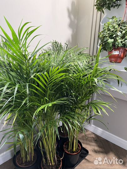 Арека(дипсис, хризалидокарпус)