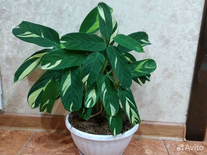 Ктенанта лубберса