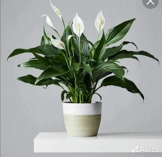 Спатифиллум(женское счастье)