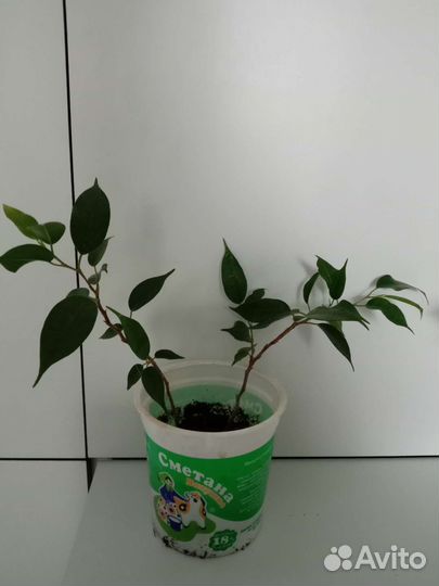 Фикус бенджамина