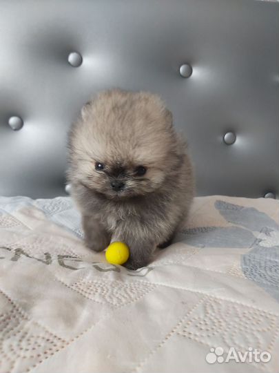 Щенки померанского шпица медвежьего типа