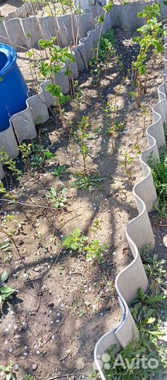 Ростки абрикоса