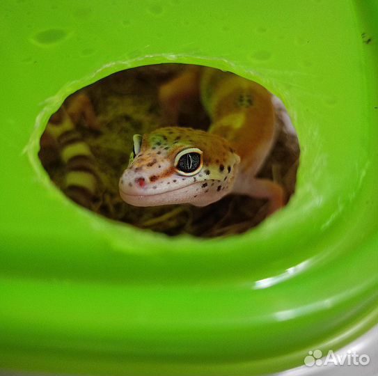 Эублефар самец