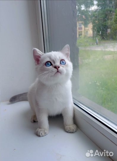 Британские котята короткошерстные