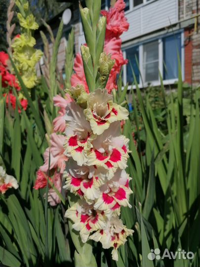 Гладиолусы луковицы