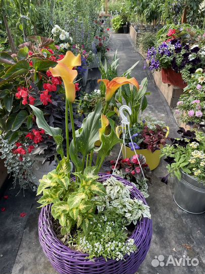 Цветы в кадка, вазонах, кашпо