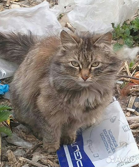 Шикарные стерилизованные кошки мышеловки