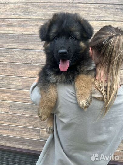 Щенки немецкой овчарки длинношерстной РКФ