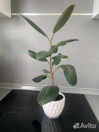 Фикус каучуконосный