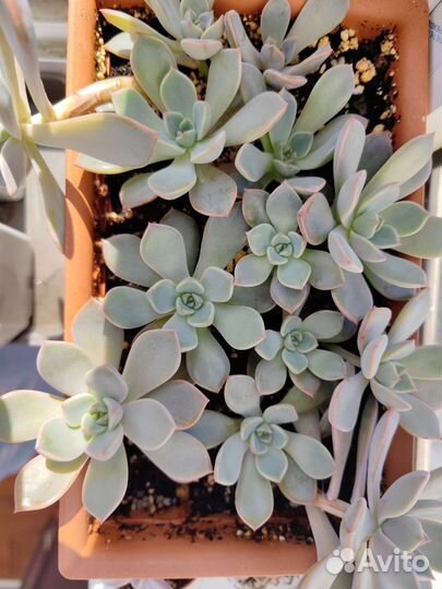 Суккуленты