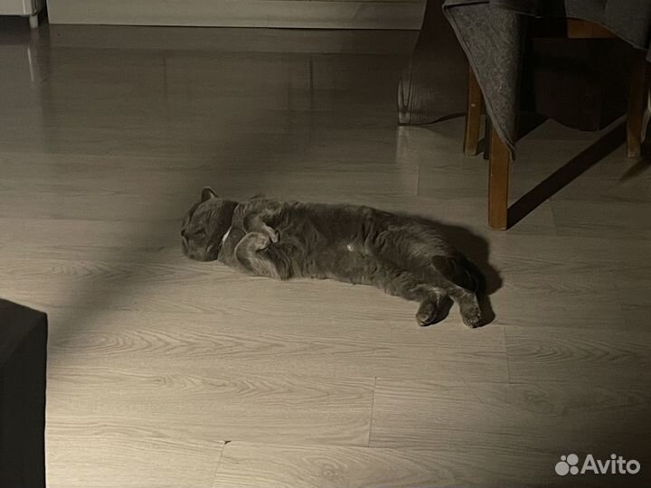 Британец в добрые руки