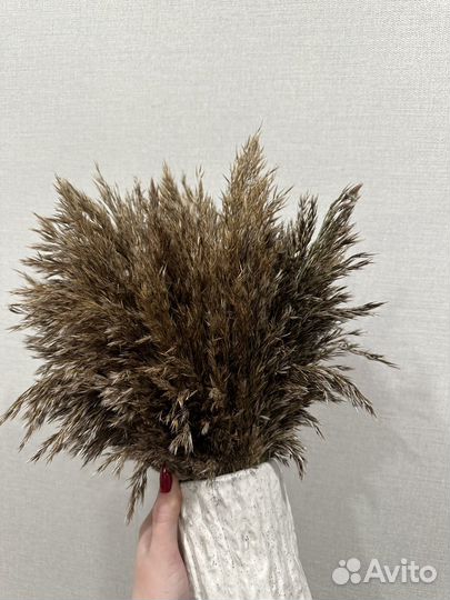 Пампасная трава сухоцветы декор для дома