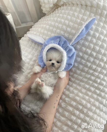 Экскюзивная мальчик и девочка померанского шпица