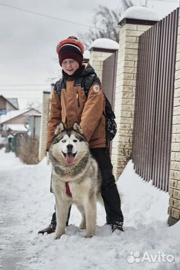 Якутский маламут ищет дом