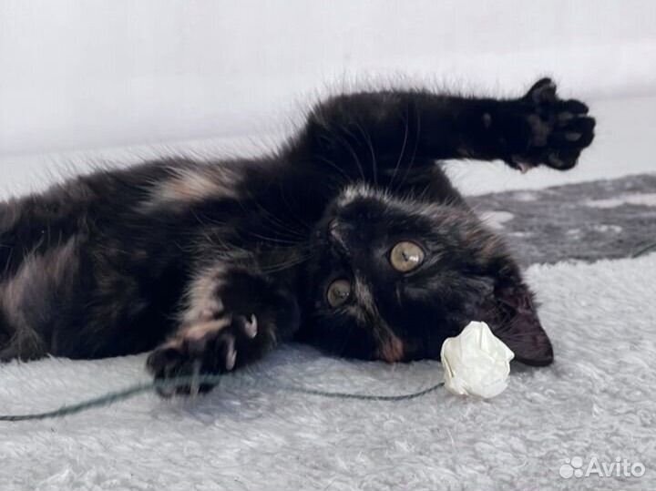 Трехцветный Котенок. Пишите, очень нужен дом