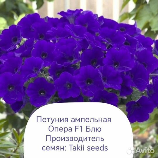 Петуния Ампельная