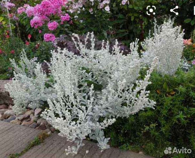 Цветы садовые Многолетники