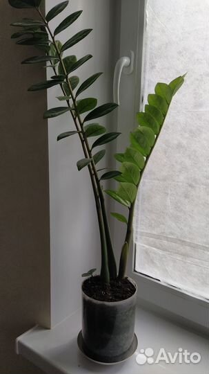 Замиокулькас