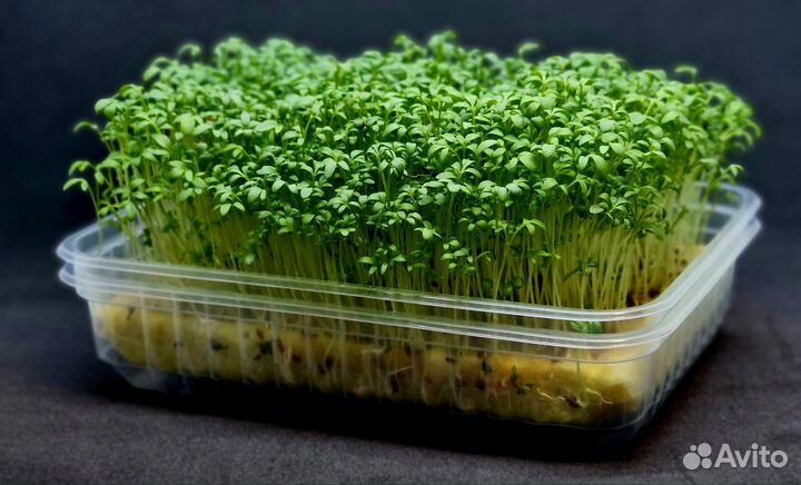 Микрозелень GreenCheb