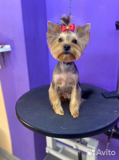 Стрижка собак, котов с выездом на дом