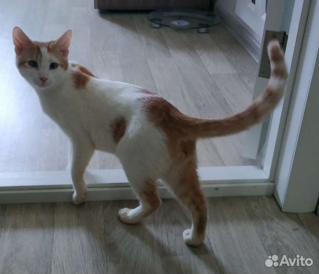 Котенок в добрые руки