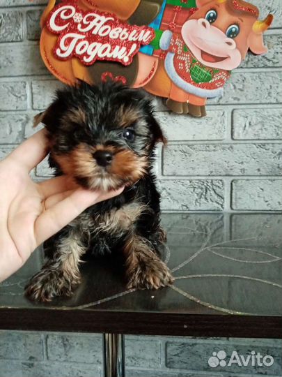 Щенки Йоркширского терьера