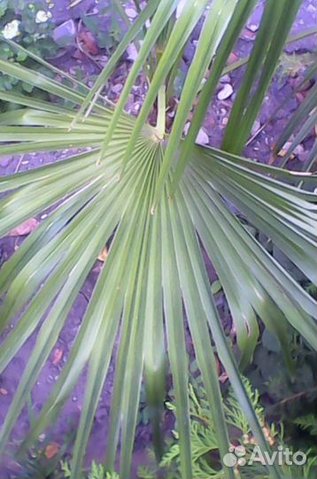 Трахикарпус Форчуна (молодые пальмочки)