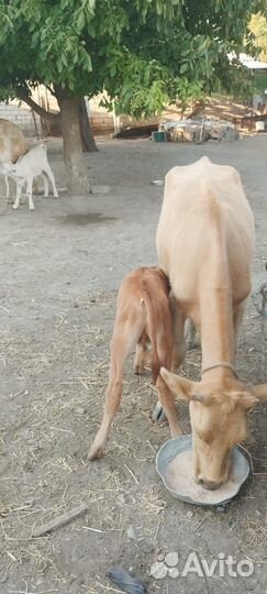 Корова с теленком