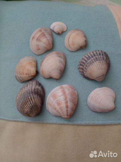 Ракушки с моря