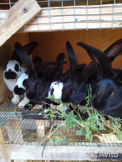 Кролики мясных пород
