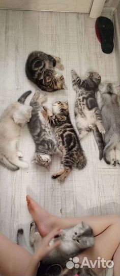 6 котят мраморные и шиншиллы